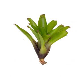 Neoregelia Ajax - Bromelia (stek)