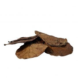 Colombo Catappa bladeren 8-10 cm, 10 stuks, 8715897336195, A5010835